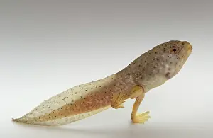 Metamorph: American bullfrog tadpole with hind legs