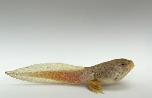 Metamorph: American bullfrog tadpole with hind legs