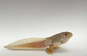 Metamorph: American bullfrog tadpole with hind legs
