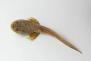 Metamorph: American bullfrog tadpole with hind legs
