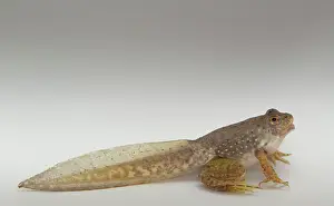 Metamorph: American bullfrog tadpole with legs