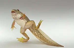 Metamorph: American bullfrog tadpole with legs