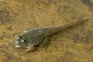 Metamorph: American bullfrog tadpole with legs