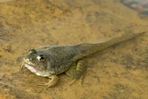 Metamorph: American bullfrog tadpole with legs