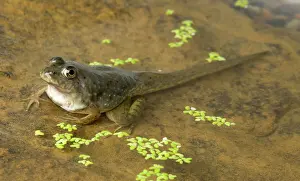 Metamorph: American bullfrog tadpole with legs