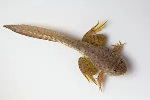 Metamorph: American bullfrog tadpole with legs