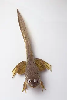 Metamorph: American bullfrog tadpole with legs