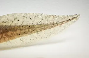 Metamorph: American bullfrog tadpole tail