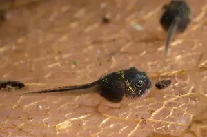 Catesbeiana: American bullfrog tadpoles