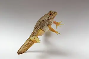 Metamorph: American bullfrog with tail