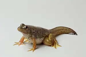 Metamorph: American bullfrog with tail