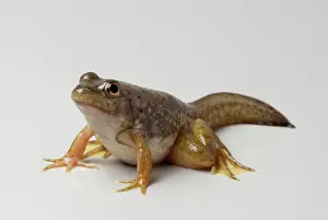 Metamorph: American bullfrog with tail