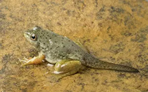 Metamorph: American bullfrog with tail