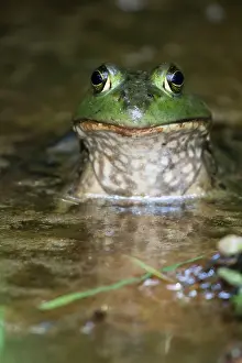 Bullfrogs: American bullfrog, Virginia