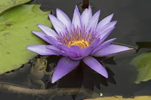 Bullfrog: American Bullfrog - on Water Lily (Nymphaea spp.)