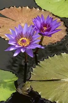 Bullfrog: American Bullfrog - on Water Lily (Nymphaea spp.)
