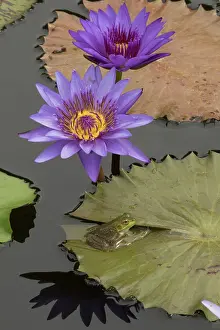 Bullfrog: American Bullfrog - on Water Lily (Nymphaea spp.)