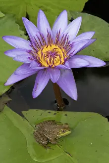 Bullfrog: American Bullfrog - on Water Lily (Nymphaea spp.)