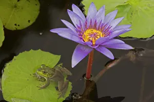 Bullfrog: American Bullfrog - on Water Lily (Nymphaea spp.)