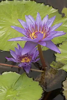 Bullfrog: American Bullfrog - on Water Lily (Nymphaea spp.)