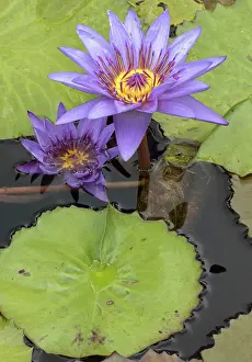 Bullfrog: American Bullfrog - on Water Lily (Nymphaea spp.)
