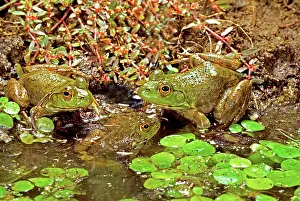 Bullfrogs: American Bullfrogs (Rana catesbeiana)