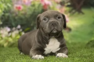 Bully: American Bully puppy outdoors in the garden
