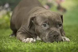 Bully: American Bully puppy outdoors in the garden