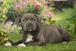 Bully: American Bully puppy outdoors in the garden