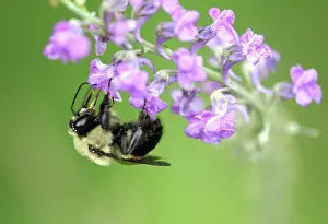 Bombus: American Bumblebee
