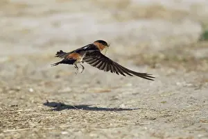Pyrrhonota: American Cliff Swallow - in flight - gathering mud for nests
