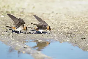 Pyrrhonota: American Cliff Swallow - gathering mud for nests
