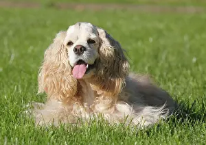Pant: American Cocker Spaniel, bitch, 7 years old, lies