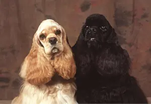 Cocker: American Cocker Spaniel DOGS - x two