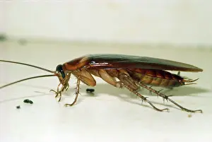 Cockroach: American COCKROACH