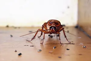 Cockroach: AMERICAN COCKROACH