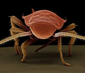 Cockroach: American Cockroach
