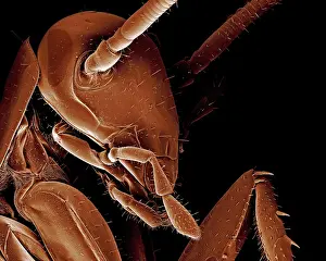 Cockroach: American Cockroach