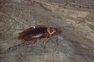 Household: American Cockroach