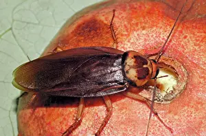 Cockroach: American Cockroach