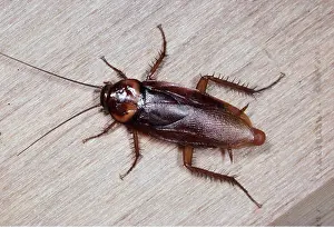 Cockroach: AMERICAN COCKROACH