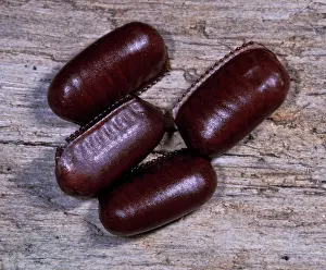 Sacks: American cockroach - the eggs are contained in special sacks