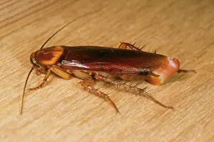 Cockroach: American Cockroach - female with egg sac