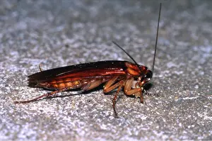 Cockroach: AMERICAN COCKROACH - WITH FOOD