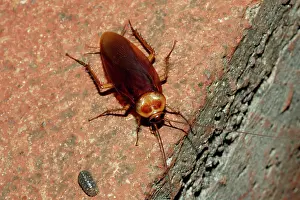 Cockroach: American cockroach (Periplaneta americana). Easter