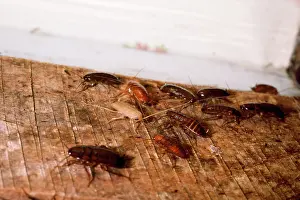 Pat Morris: AMERICAN COCKROACHS - adults & nymphs