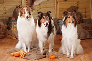 Sable: Three American collies, sable-white, sit next to