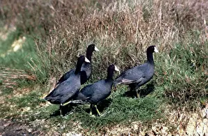 Maureen Brown: AMERICAN COOT - 4 WALKING