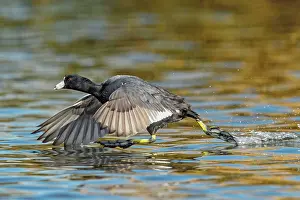 Coots: American Coot