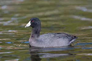 Coots: American Coot